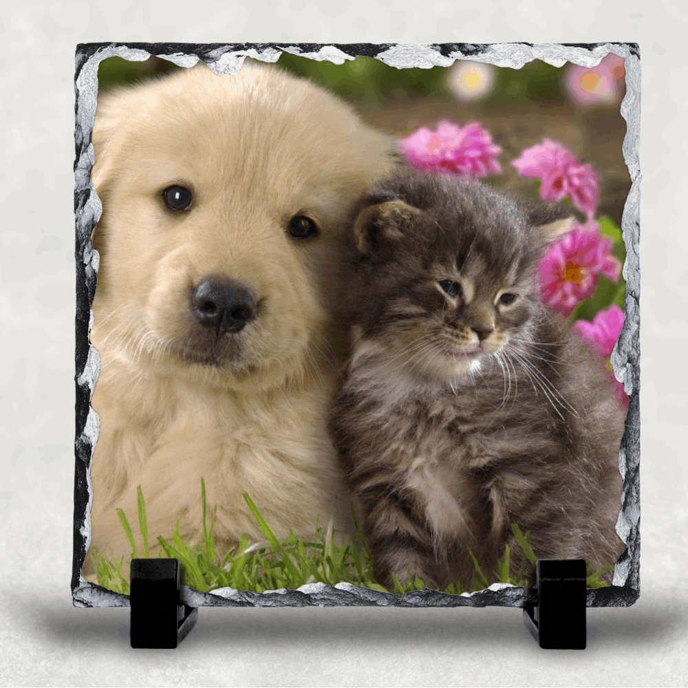 Custom Photo Slate 19cm x 19cm Personalised with any photo from NaughtyCard. Image of a cute cat and dog on a slate with a plain background