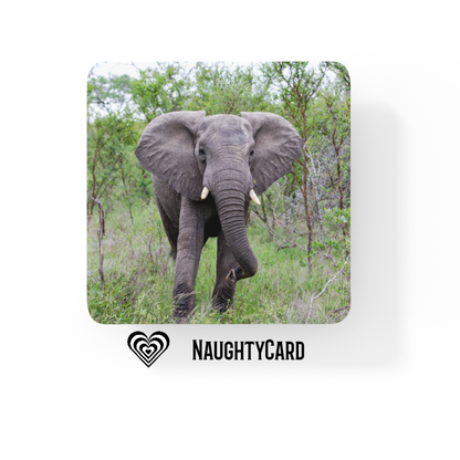 Elephant Glass Drinks Coaster, Birthday Gift from Naughty Card