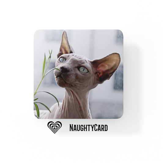 Sphynx Cat Glass Coaster