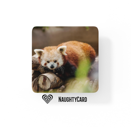 Red Panda Glass Coaster