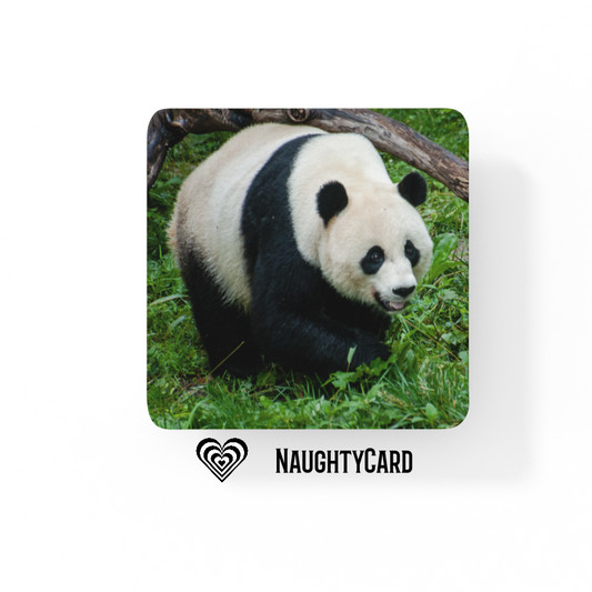 Panda Glass Coaster From Naughty Card Buy 3 get 1 free