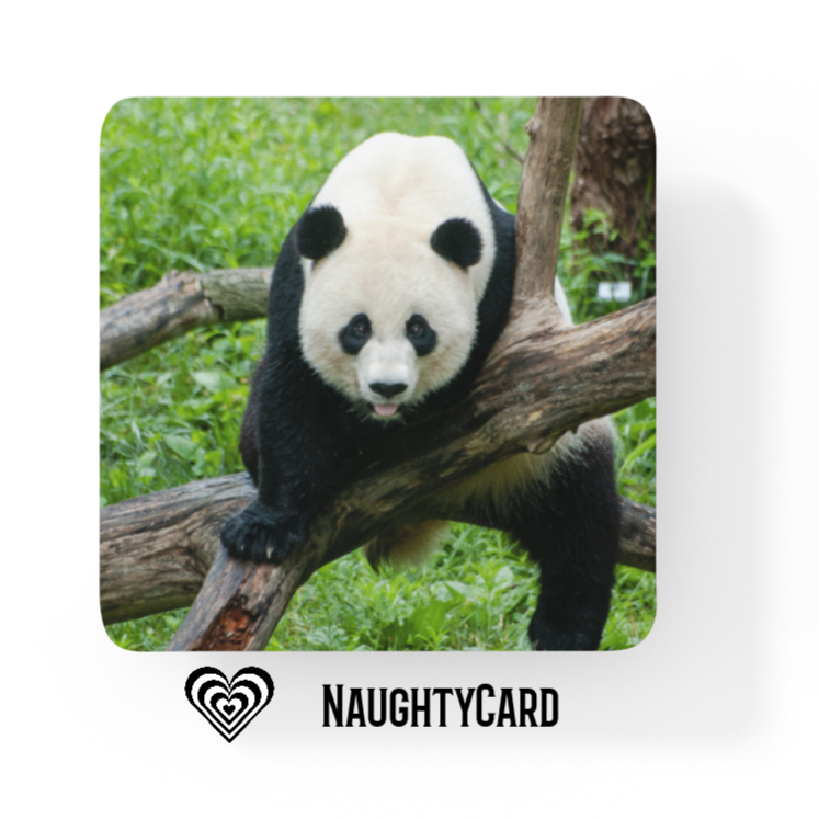 Panda on a glass coaster keepsake birthday gift