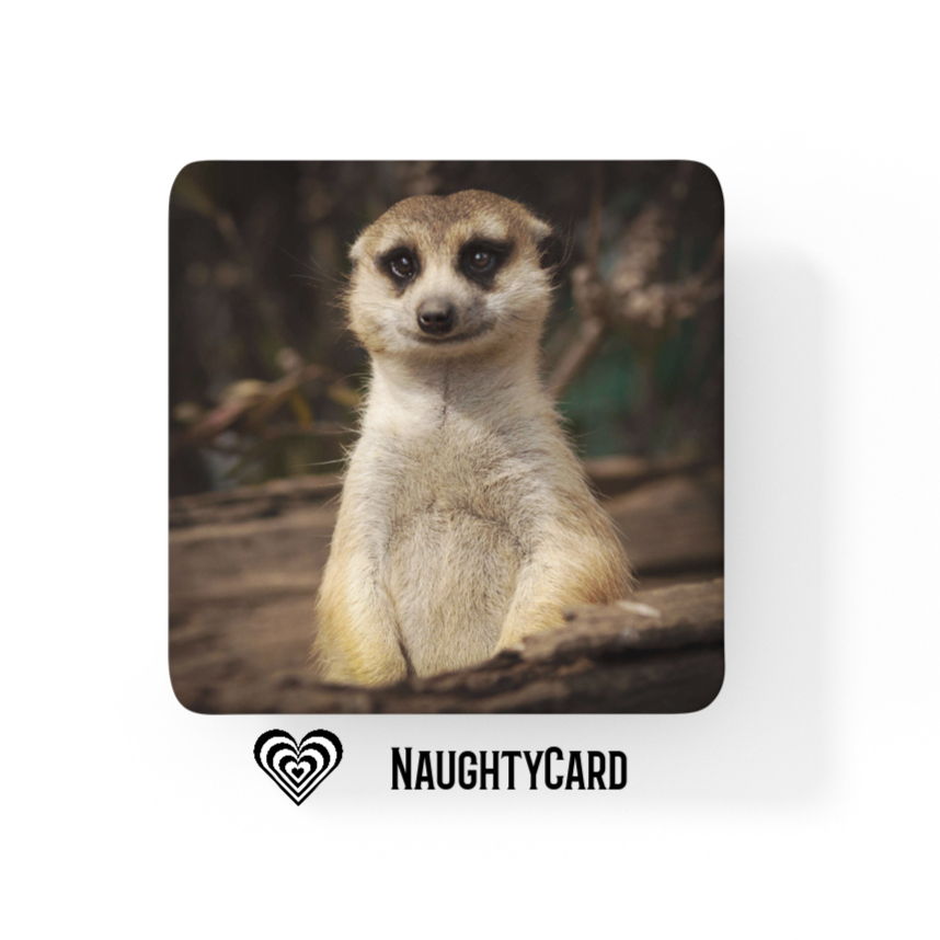 Meerkat Glass Coaster